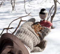 chicadee hanging out_DSC6092