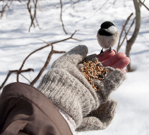 chicadee hanging out_DSC6092