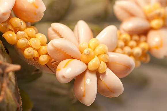 fruit Macro_DSC5503