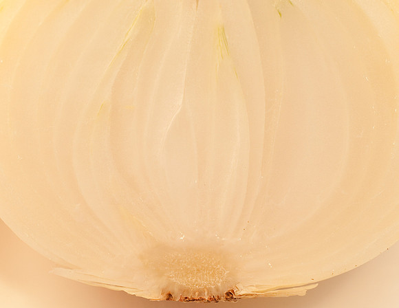 Onion half macro227