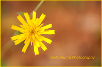 _DSC6602WEB