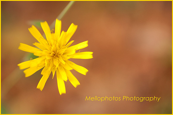 _DSC6602WEB