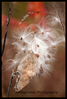_DSC6619web
