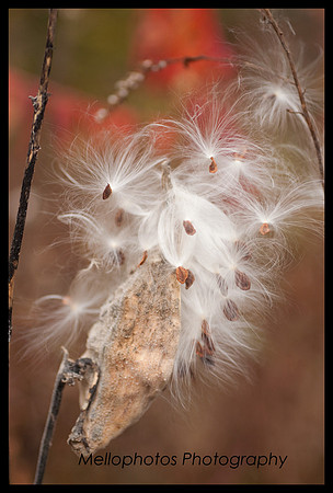 _DSC6619web