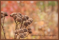 _DSC6679-WEB