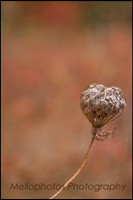 _DSC6699-2web