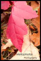 _DSC6727WEB