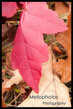 _DSC6727WEB