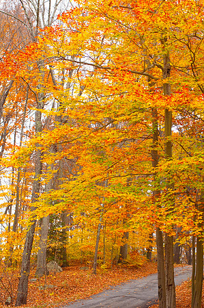 autumn walk