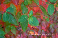 Dogwood-Fire-web