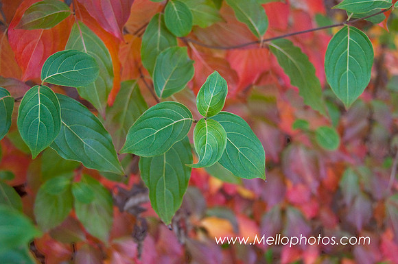 Dogwood-Fire-web