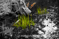 green-flames-web