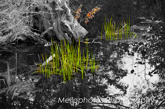 green-flames-web