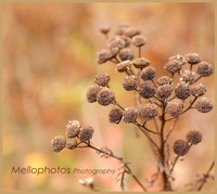 _DSC6671WEB