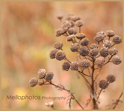 _DSC6671WEB