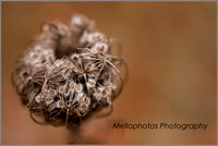_DSC6706Web