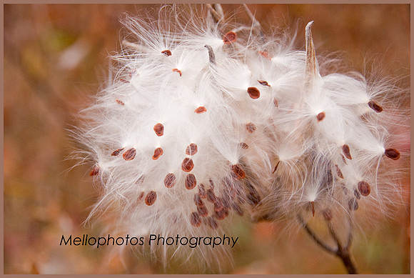 _DSC6652WEB