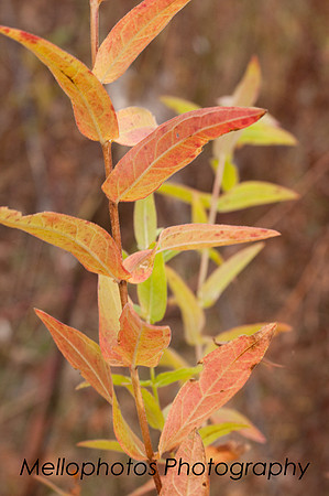 _DSC6678web