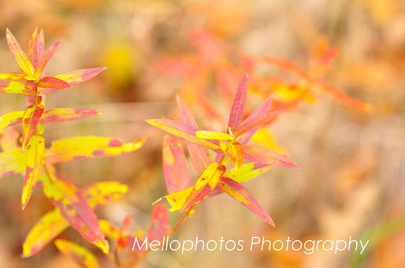 _DSC6716web