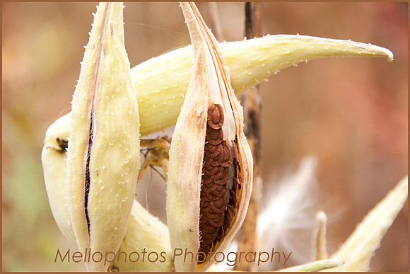 _DSC6655web