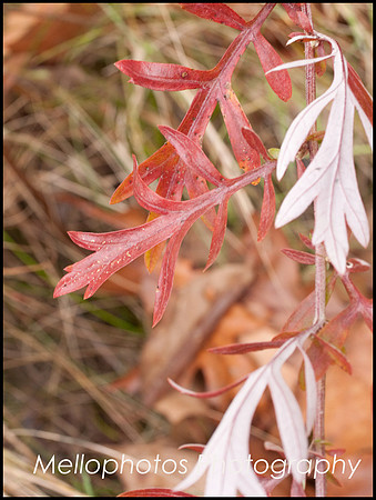 _DSC6681web