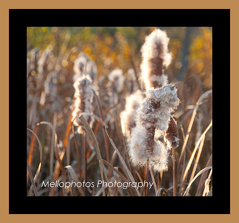 Connors-Farm-Milkweed-2lFramed-Web
