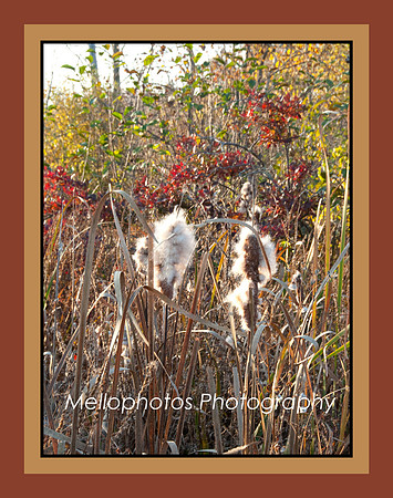 Connors-Farm-Milkweed-FR-WEB
