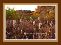 connors farm milkweed Frame2 WEB