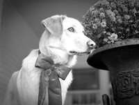 BW_DSC7306