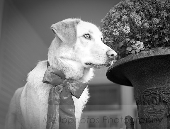 BW_DSC7306