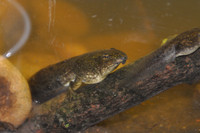 BigPapi tadpole.JPG