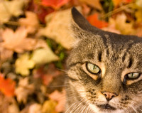 love a cat