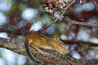 chipmunk.JPG