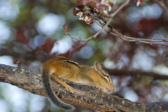 chipmunk.JPG