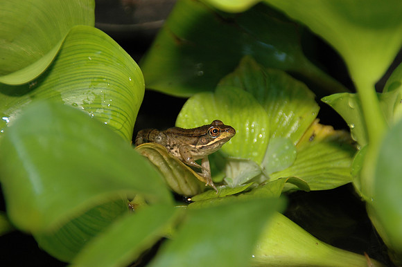 DSC_1462.JPG