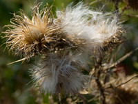 weirdflowercrop.JPG
