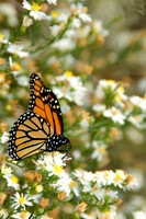 ButterflywhiteAsterClr.jpg