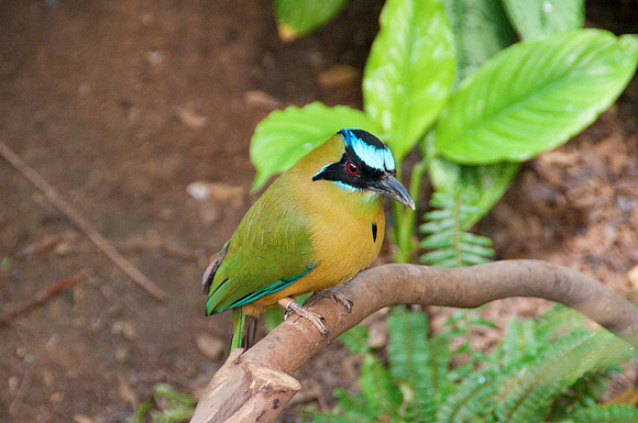 Wild Animal Park39