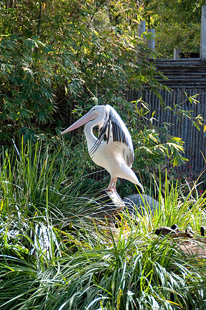 Wild Animal Park22