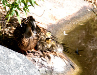 Wild Animal Park17