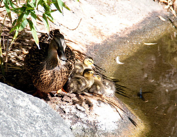 Wild Animal Park17