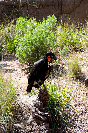Wild Animal Park51