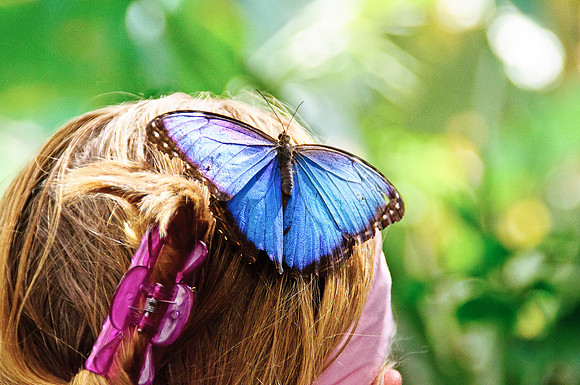 Blu Monarch final NAA100