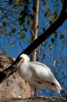Wild Animal Park5