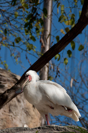 Wild Animal Park5