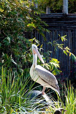 Wild Animal Park28