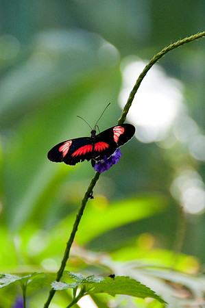 Wild Animal Park41