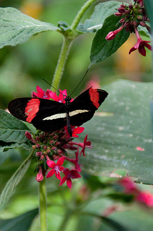 Wild Animal Park44