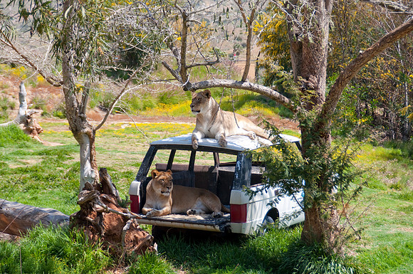 Wild Animal Park69