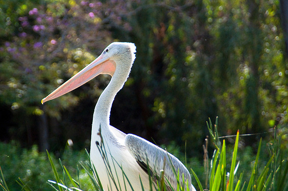 Wild Animal Park30